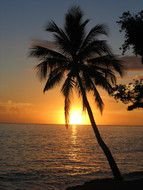 palm tree at sunset as a picture for clipart
