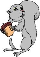Squirrel Clip Art N20