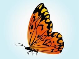 orange butterfly on the blue background