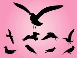 Black Silhouettes Of The Birds In The Pink Sky Clipart