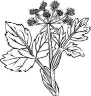 Parsnip Clip Art