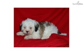 puppy lies on a red coverlet