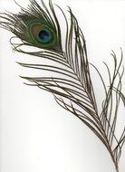 Single Peacock Feather drawing