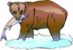 bear with fish as a graphic illustration