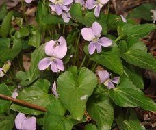 Viola Flower