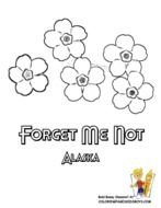 Alaska Forget Me Not Flowers Coloring Page