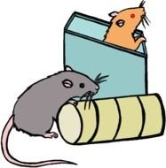 two rats on black as a graphic illustration