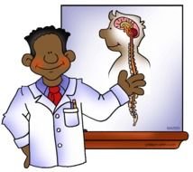 Nervous System Clip Art N3