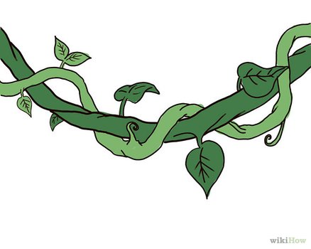 Jungle Vines Drawings