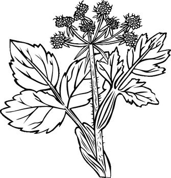 Parsnip Clip Art