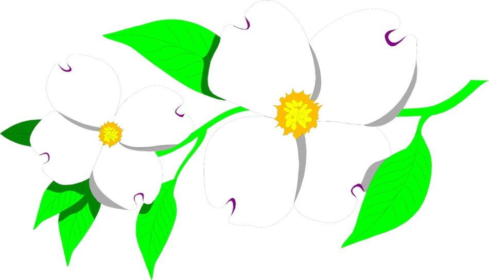 clipart of the Dogwood Flower