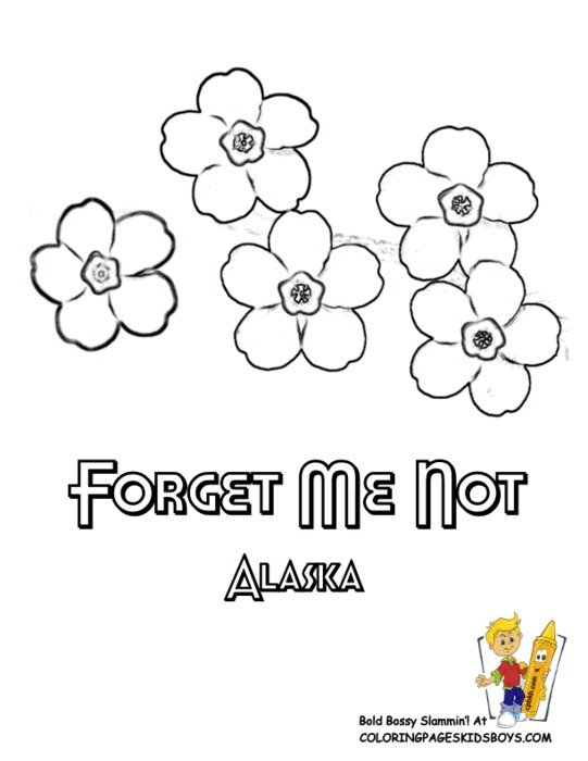 Alaska Forget Me Not Flowers Coloring Page