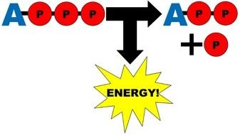 ATP Adenosine Triphosphate drawing