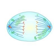 Plant Cell Anaphase N2