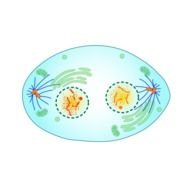 Cell Telophase