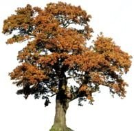 Oak Tree Clip Art N10
