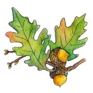 Oak Leaf And Acorn Clip Art N5