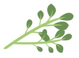 green Healthy drawing