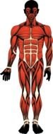 the muscular structure of man is drawn