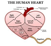 Human Heart anatomy, Diagram
