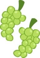 two green grape clusters, drawing