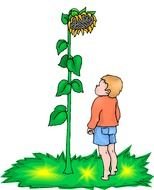 little Boy Looks At Sunflower, Clipart