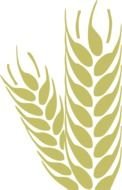 wheat spikelets as an illustration