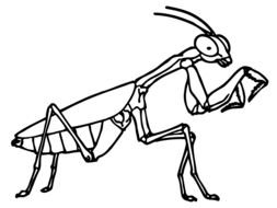 Praying Mantis Coloring Page drawing