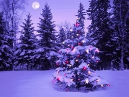 Christmas tree at winter twilight