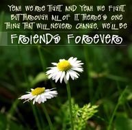 Best Friends Are Forever Quotes