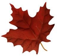 red Maple Leaf drawing