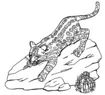 Ocelot Coloring Page Easy