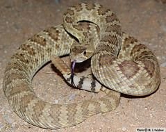 Mojave Green Rattlesnake