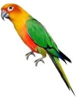 parrot as picture for clipart