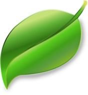 Leaf Clip Art N29