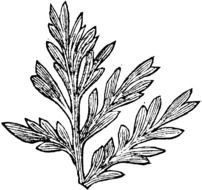 black and white wormwood