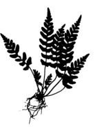 Lady Fern, Athyrium filix-femina, black drawing