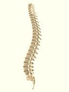 Human Spine drawing