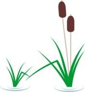 Cattails Clip Art drawing