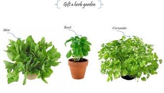 potted herbs for cooking