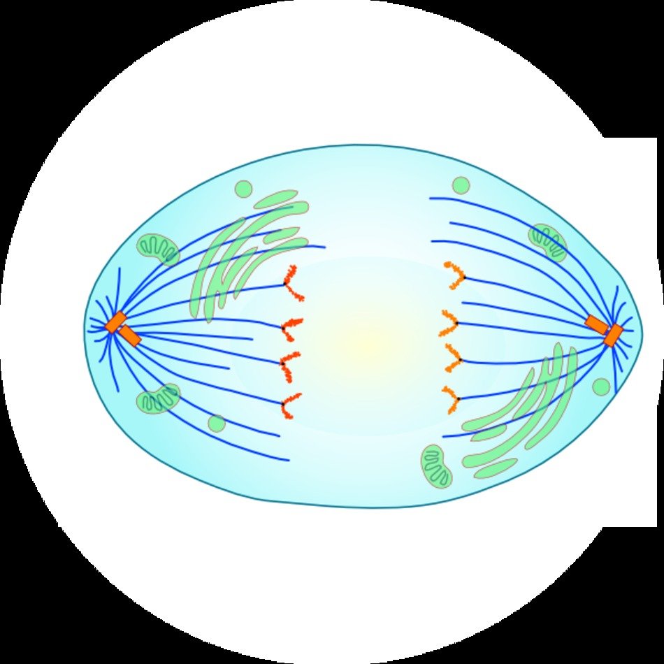 Plant Cell Anaphase N2