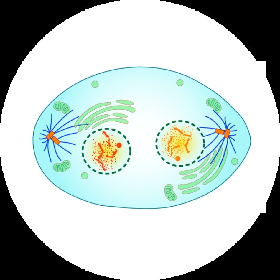 Cell Telophase