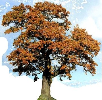 Oak Tree Clip Art N10