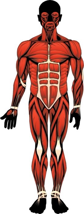 the muscular structure of man is drawn