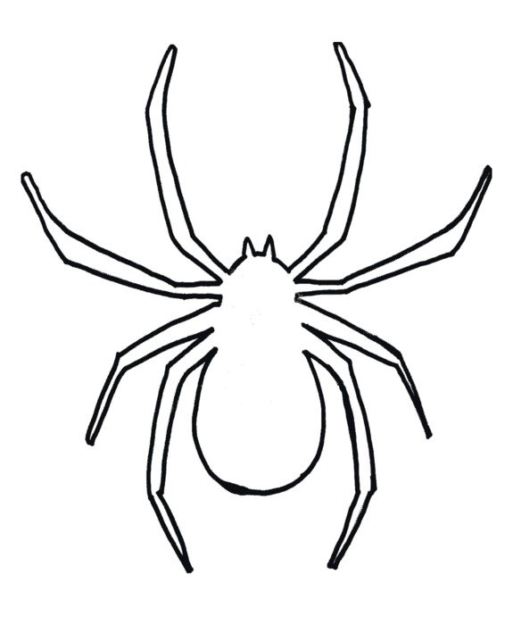 spider as a graphic image