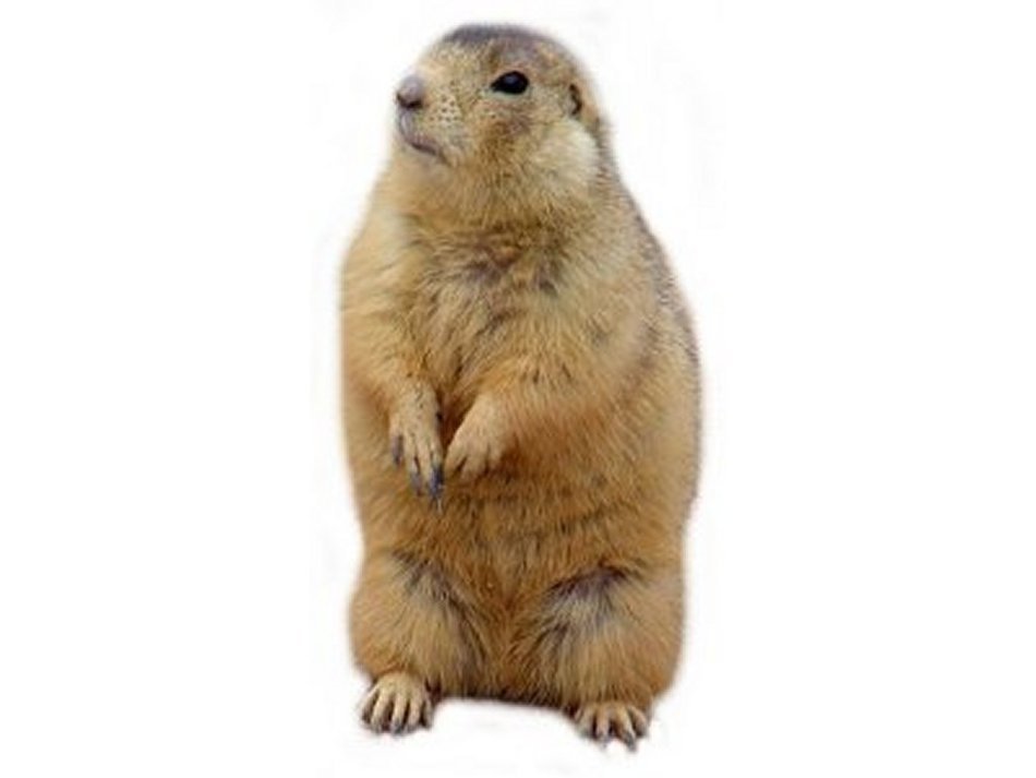 İllustration of Prairie Dog