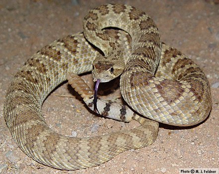Mojave Green Rattlesnake