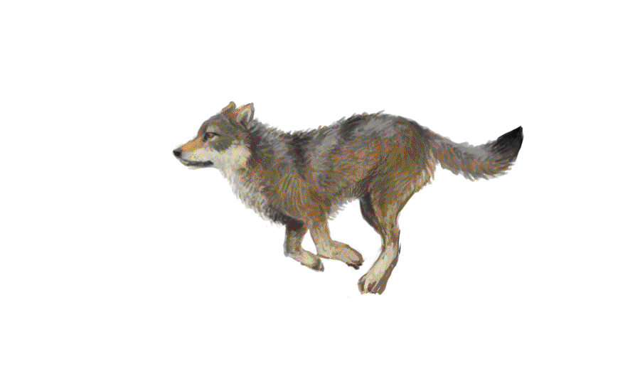 Animated Wolf Running free image
