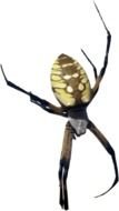 Yellow Banana Spider