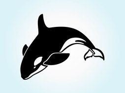 black and white killer whale on a blue background